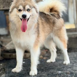 Jewel - Pomsky