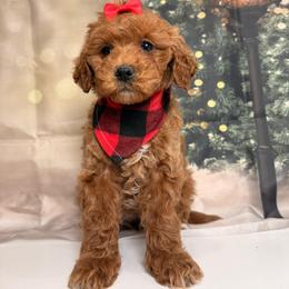 Angel - Red  female Goldendoodle puppy in Pocasset, Massachusetts from Mini Goldendoodles of Cape Cod