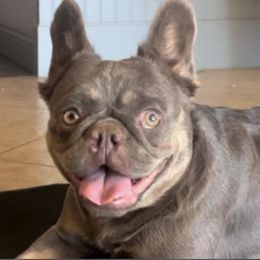 Stormi - French Bulldog