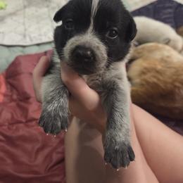 Australian Cattle Dog Puppies from Wild Sage Cattle Dogs