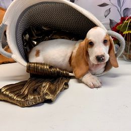 Clizby - Red and white male Basset Hound puppy in Winston Salem, North Carolina from LaythStone
