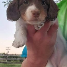 Dachshunds from Beckey's Teenie Weenies