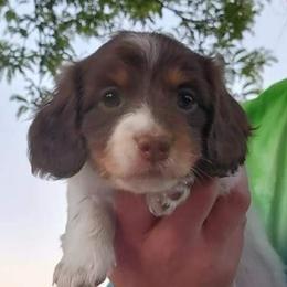Dachshunds from Beckey's Teenie Weenies