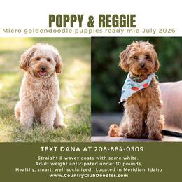 Goldendoodle puppies from Country Club Doodles