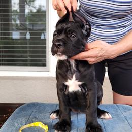 Everlasting Dream - Black female Cane Corso puppy in Palm Coast, Florida from Northgold Cane Corso
