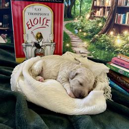 Eloise - Cream female Goldendoodle puppy in Rocklin, California from FurEver Yours Goldendoodles