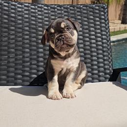 Cosmo - Black and tan male French Bulldog puppy in Lakeside, California from True Joy French Bulldogs
