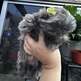 Daisy - Blue female Shih Tzu puppy in Apple Valley, California from Southern California Shih Tzu Palace