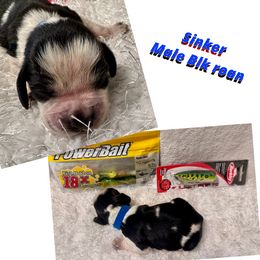 Sinker - Black and white male English Springer Spaniel puppy in Madison, Indiana from McCollough's Pawsome Spaniels and Danny's Delightful Dachshunds