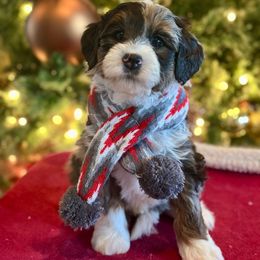 River - Blue merle female Bernedoodle puppy in Royse City, Texas from Platinum Bernedoodles of Texas