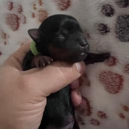 Green boy - Black and tan male Yorkshire Terrier puppy in Las Vegas, Nevada from Lala’s Pups