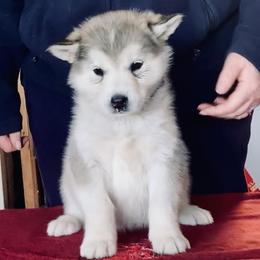 Scone - Gray and white female Alaskan Malamute puppy in Palmyra, Michigan from Illusion Kennel