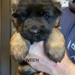 Girl 2 - Black and red German Shepherd puppy in Arroyo Grande, California from Vom Kupferhaus
