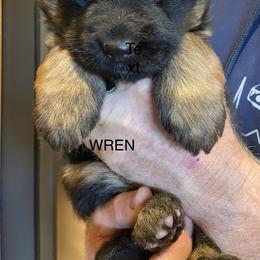 Girl 2 - Black and red German Shepherd puppy in Arroyo Grande, California from Vom Kupferhaus