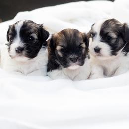 Chesapeake Bay Retriever and Havanese Puppies from Green Gables Havanese