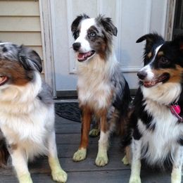 Miniature American Shepherds from Clay Hill Ranch