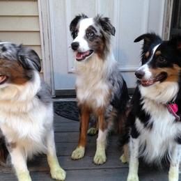 Miniature American Shepherds from Clay Hill Ranch