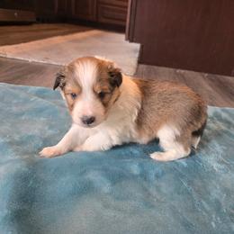 Sugar - Sable and white female Shetland Sheepdog puppy in Lincolnton, North Carolina from Oakview Kennels