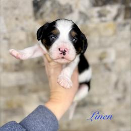 Linen - Tri-color male Cavapoo puppy in Midland, Michigan from Northern Charm Farm