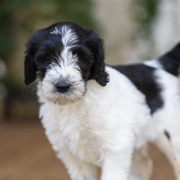 Rosemary - Black and white Sheepadoodle puppy in Charleston & Kershaw, South Carolina from Atlas Harrold-Moore Sheepadoodles, LLC   (AHMS)