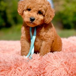 Buster - Red  male Goldendoodle puppy in Statesville, North Carolina from Doodle Babies