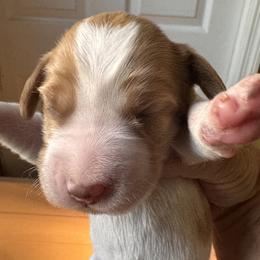 Dora - Orange and white female Brittany puppy in Elko, Georgia from HillTop Brittany Kennel