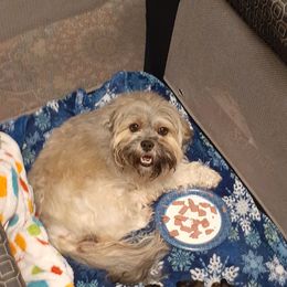 Lhasa Apso Puppies from Lots of Lhasa Love