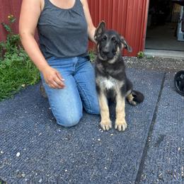 Male 1 - Black and tan male German Shepherd puppy in Union Grove, Wisconsin from Playmate Kennels and Stables