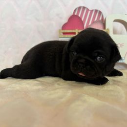 Pink collar - Black female Pug puppy in Tucson, Arizona from Furever Friends