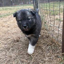 Green - Agouti and white male Siberian Husky puppy in Jonesborough, Tennessee from Dry Creek Siberians