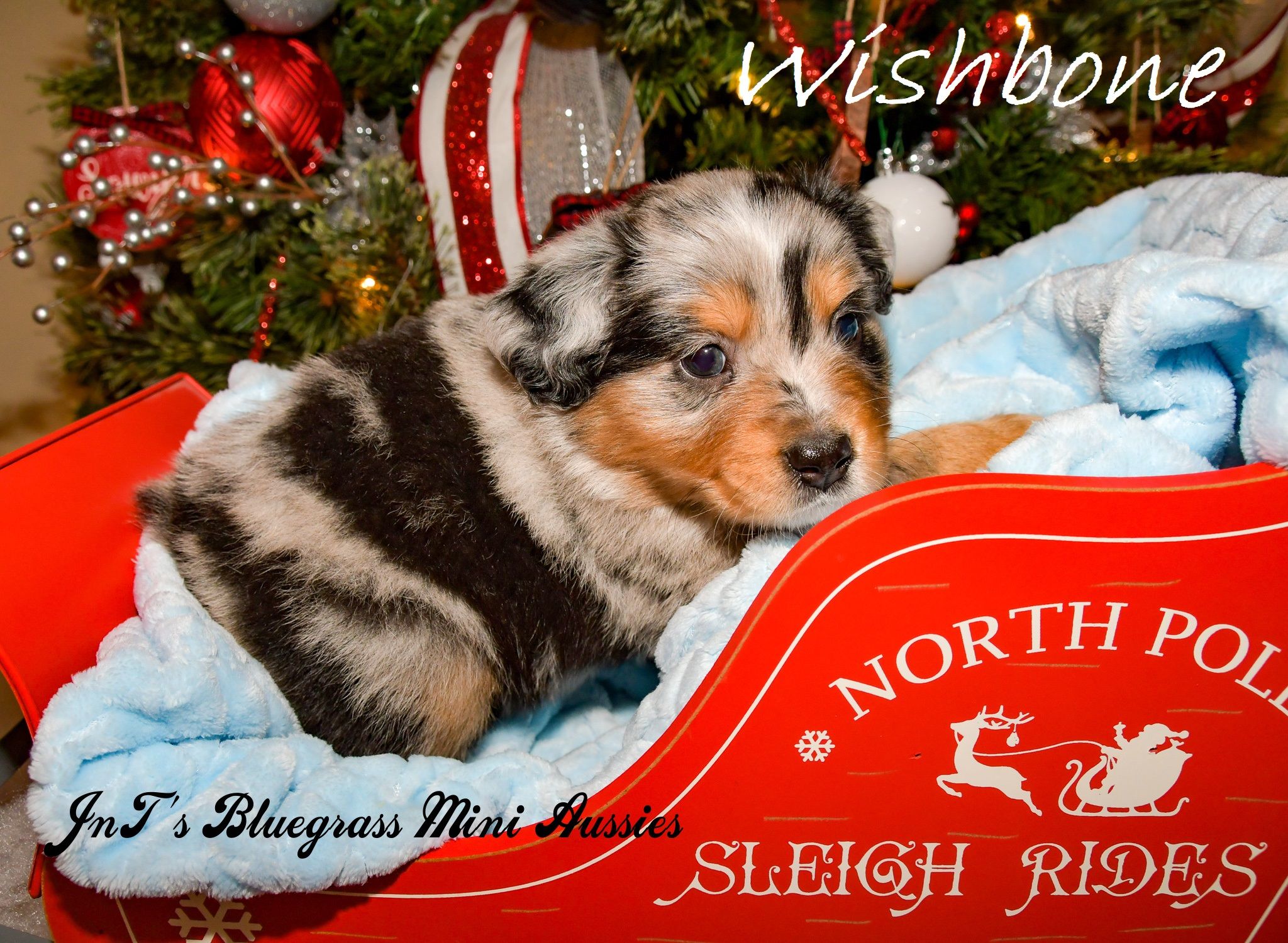 Bluegrass hot sale mini aussies