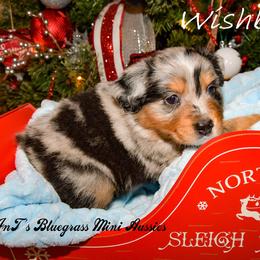 Miniature Australian Shepherd Puppies from JnT's Bluegrass Mini Aussies