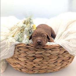Lemonade - Red  female Goldendoodle puppy in Blackfoot, Idaho from Riverside Poodles