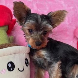Gambit - Yorkshire Terrier