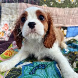 Boy 1 - Blenheim male Cavalier King Charles Spaniel puppy in Avalon Beach, Florida from Cavaliers of Avalon