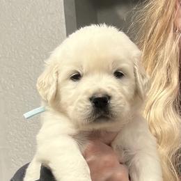 First Pick Reserved - Light golden male Golden Retriever puppy in Galt, California from Golden Hearts Ranch English Cream Retrievers