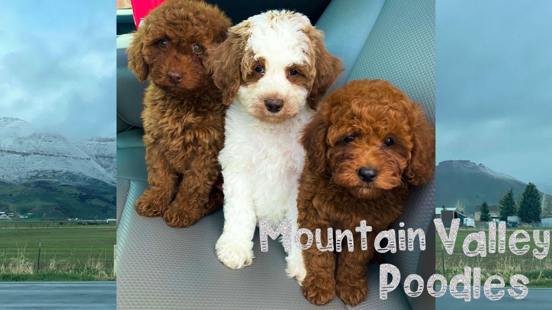 Valley poodles hot sale