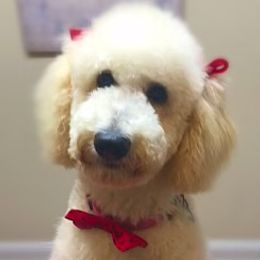 Caroline  - Goldendoodle