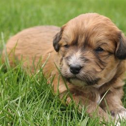 Aussiedoodle, Goldendoodle, Poodle, and Sheepadoodle Puppies from Draper Mountain Doodles