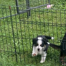 Pink Bubble Tea - Black tri female Miniature Australian Shepherd puppy in Iowa from Holly's Miniature Australian Shepherds
