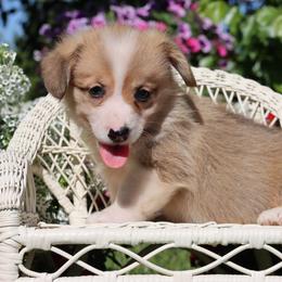 Oscar - Red male Pembroke Welsh Corgi puppy in Pollock, Missouri from Northstar