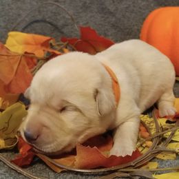 Labrador Retriever Puppies from Wagner's Retrievers