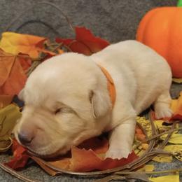 Labrador Retriever Puppies from Wagner's Retrievers