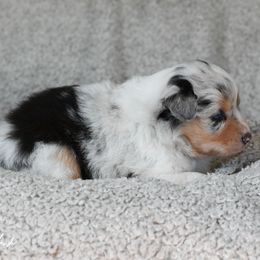 Girl 2 - Blue merle female Australian Shepherd puppy in Rochester, Massachusetts from Clover Creek Aussies
