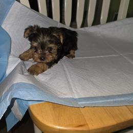 Yorkshire Terrier Puppies from Kalynn's Kuties