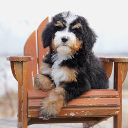 Honey - Tri-color female Bernedoodle puppy in Spokane, Washington from Lilac City Doodles