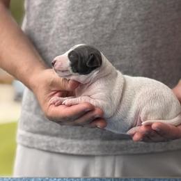 Boy 1 - White and blue male Italian Greyhound puppy in Sugar Valley, Georgia from Pinnacle Farm and Kennel