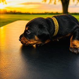 Green boy - Black and rust male Doberman Pinscher puppy in Peru, Indiana from De luxe dobermans