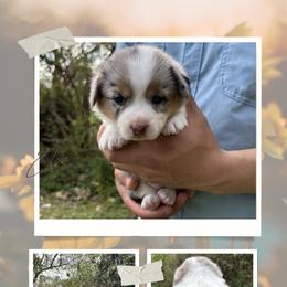Elsa - Blue merle and white female American Corgi puppy in Foreman Ar., Arkansas from Grassy Lake Corgis