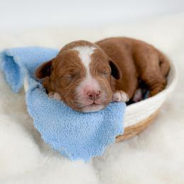 Professor - Red and white male Cockapoo puppy in Pledger, Texas from Sugarbear Cockapoos